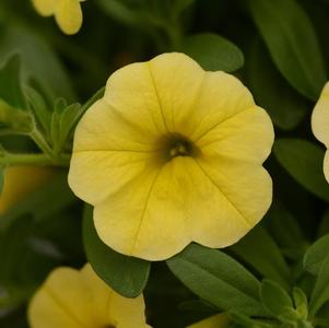 Calibrachoa hybrida 'Minifamous Neo Yellow'