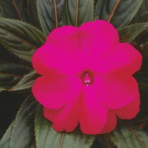New Guinea impatiens hawkerii 'Paradise Cherry Rose'
