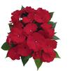 New Guinea impatiens hawkerii 'Paradise Large Cherry Red'