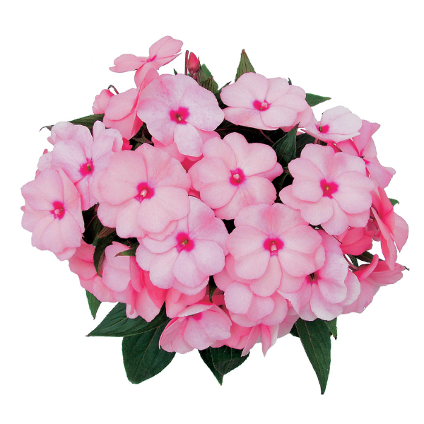 New Guinea impatiens hawkerii 'Paradise Light Pink w/ Eye'