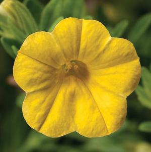 Calibrachoa hybrida 'Callie Yellow Improved'