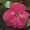 New Guinea impatiens hawkerii 'Paradise Select Light Rose'