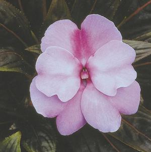 New Guinea impatiens hawkerii 'Paradise Orchid'