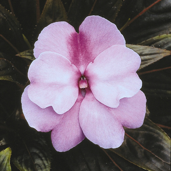 New Guinea impatiens hawkerii 'Paradise Orchid'