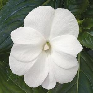 New Guinea impatiens hawkerii 'Paradise Pearl White'