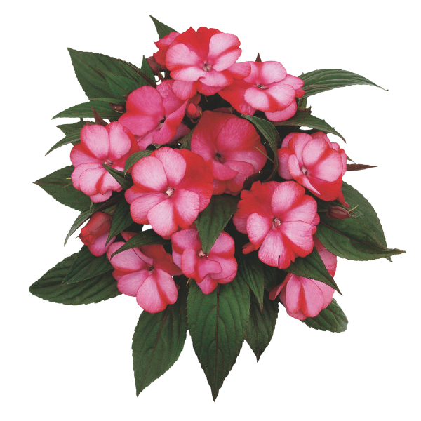 New Guinea impatiens hawkerii 'Paradise Strawberry Bicolor'