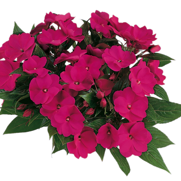 New Guinea impatiens hawkerii 'Paradise Select Violet'