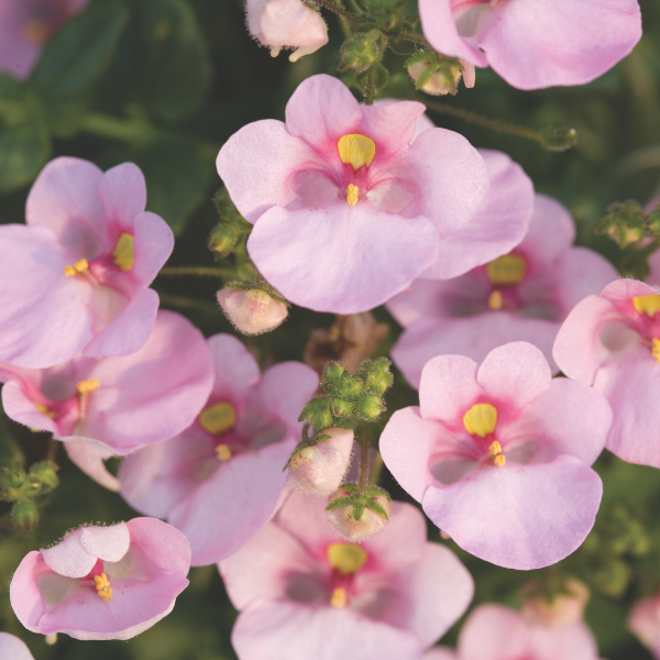 Diascia barberae 'Darla Light Pink'