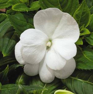 New Guinea impatiens hawkerii 'Pure Beauty White'