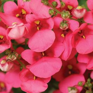 Diascia barberae 'Darla Rose'