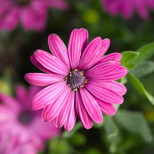 Osteospermum ecklonis 'Tradewinds Deep Purple'