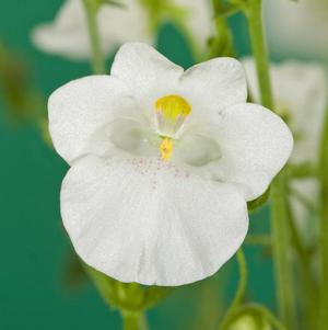 Diascia barberae 'Darla White'