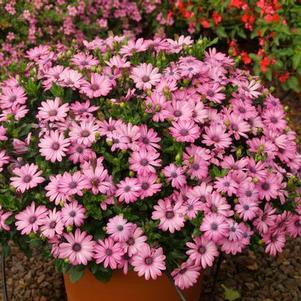 Osteospermum ecklonis 'Tradewinds Light Purple'