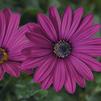 Osteospermum ecklonis 'Tradewinds Trailing Deep Purple'