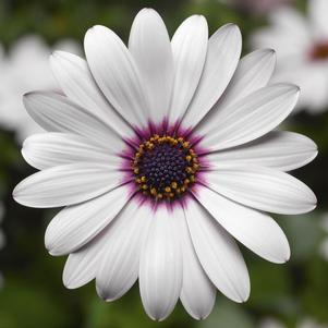 Osteospermum ecklonis 'Tradewinds White'