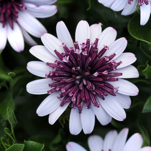 Osteospermum ecklonis '4D Berry White'