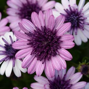 Osteospermum ecklonis 4D Dark Violet & White