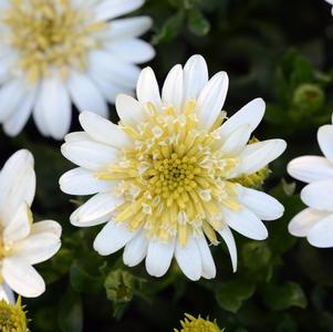 Osteospermum ecklonis '4D Lemon Ice'