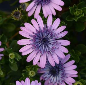 Osteospermum ecklonis '4D Pink'