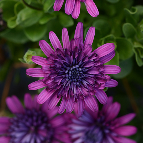 Osteospermum ecklonis '4D Purple'