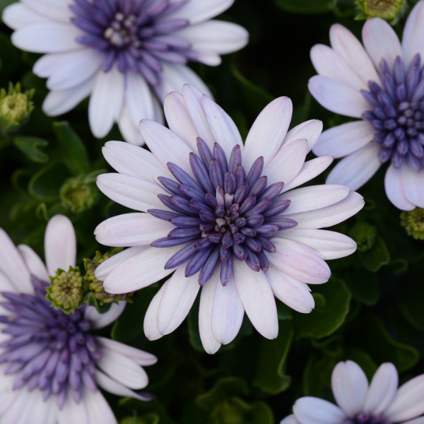 Osteospermum ecklonis '4D Violet Ice'