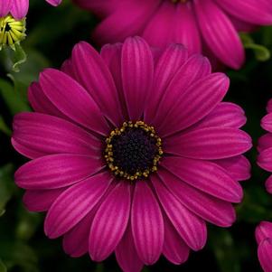 Osteospermum ecklonis 'FlowerPower Purple Red'