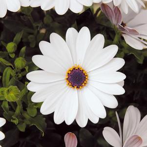 Osteospermum ecklonis 'FlowerPower White'