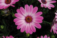 Osteospermum ecklonis 'FlowerPower Compact Light Pink'