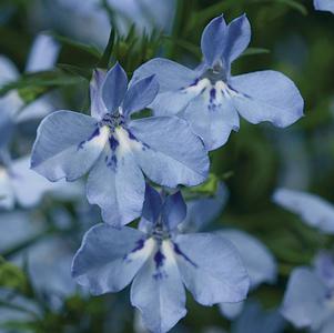 Lobelia erinus 'Techno Heat Light Blue'