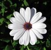 Osteospermum ecklonis 'FlowerPower Compact White'
