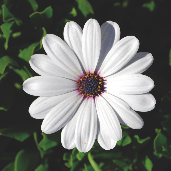 Osteospermum ecklonis 'FlowerPower Compact White'