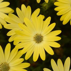 Osteospermum ecklonis 'FlowerPower Compact Yellow '20'