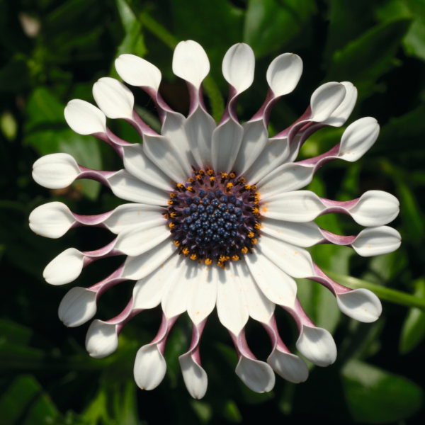 Osteospermum ecklonis 'FlowerPower Spider White'