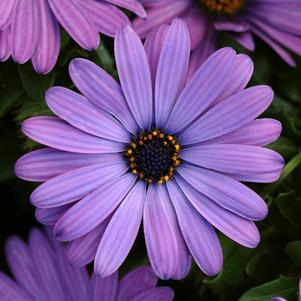 Osteospermum ecklonis 'Zion Denim Blue'