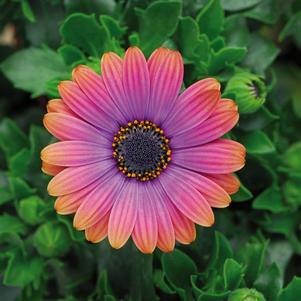 Osteospermum ecklonis 'Zion Copper Amethyst'