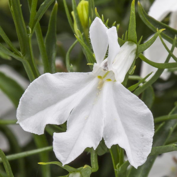 Lobelia erinus 'Techno Heat White'