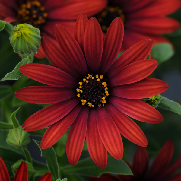 Osteospermum ecklonis 'Zion Red'