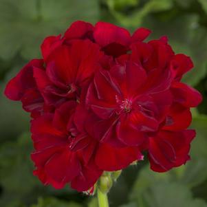 Geranium Interspecific pelargonium interspecific 'Calliope Large Burgundy'