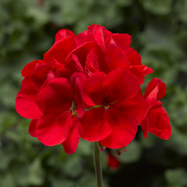 Geranium Interspecific pelargonium interspecific 'Calliope Large Scarlet Fire'