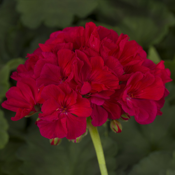 Geranium Zonal pelargonium zonale 'Americana Cherry Rose'