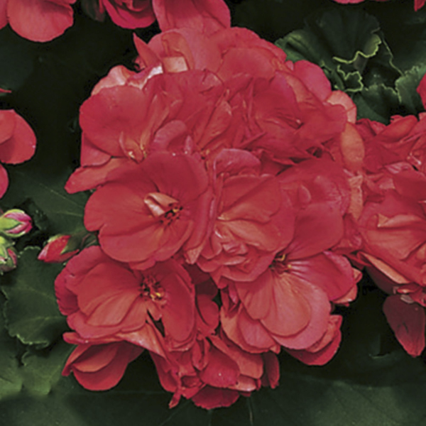 Geranium Zonal pelargonium zonale 'Americana Coral'