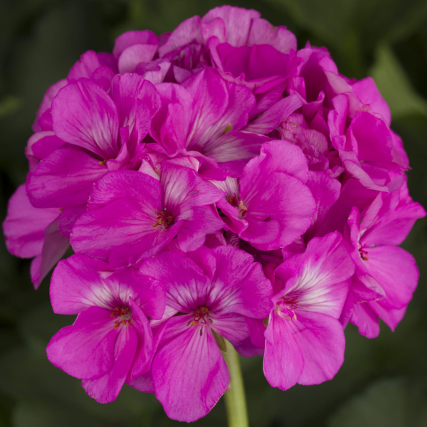 Geranium Zonal pelargonium zonale 'Americana Orchid'