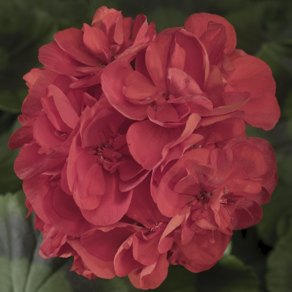 Geranium Zonal pelargonium zonale 'Americana Red'