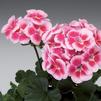 Geranium Zonal pelargonium zonale 'Americana Rose Mega Splash'