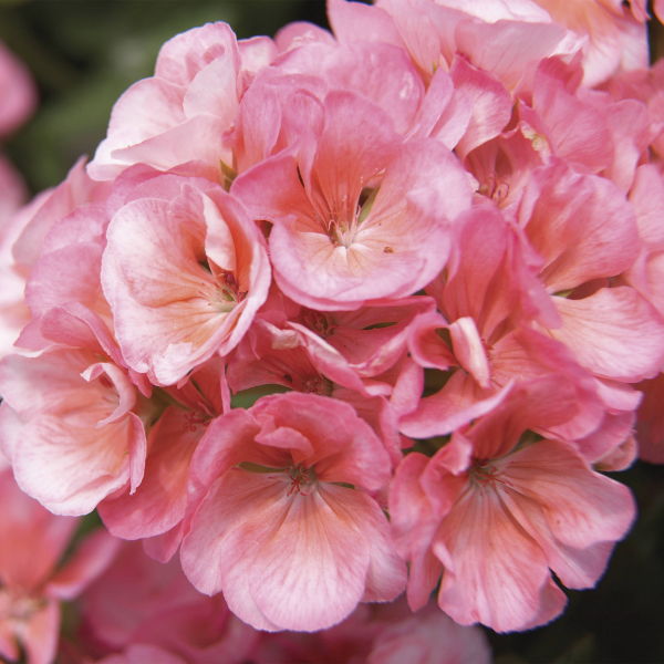 Geranium Zonal pelargonium zonale 'Americana Salmon'