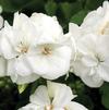 Geranium Zonal pelargonium zonale 'Americana White'