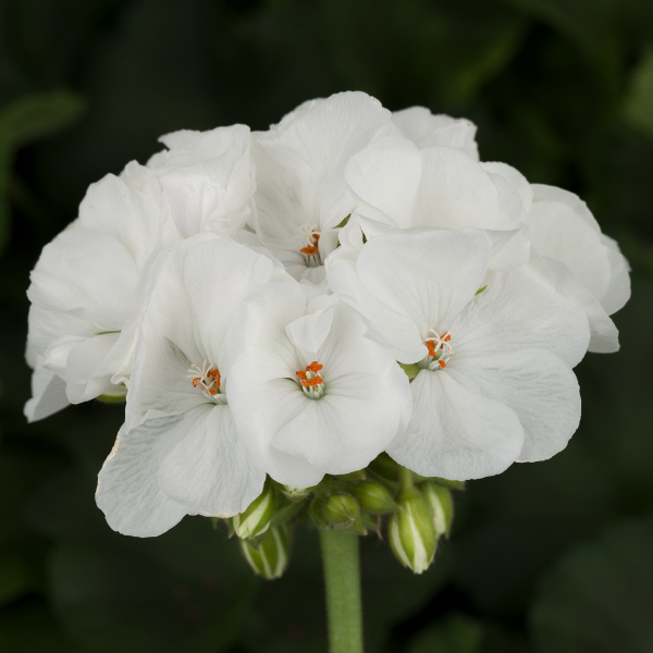 Geranium Zonal pelargonium zonale 'Americana White'