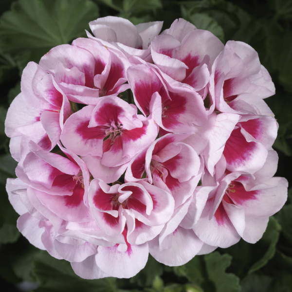 Geranium Zonal pelargonium zonale 'Americana White Splash'