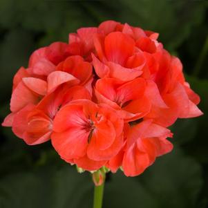 Geranium Zonal pelargonium zonale 'Americana Dark Salmon'