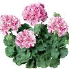 Geranium Zonal pelargonium zonale 'Classic Mosaic Purple'